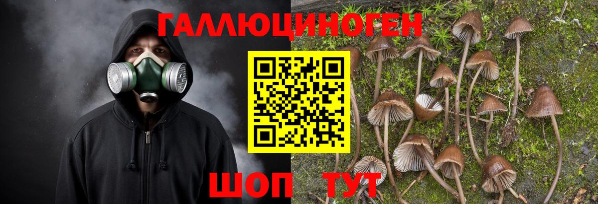 Волгодонск  Галлюциногенные грибы мицелий  сколько стоит  Вход с VPN 